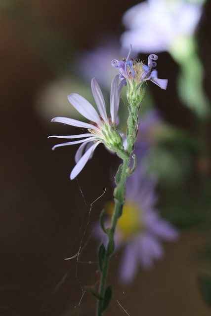 Symphyotrichum undulatum
