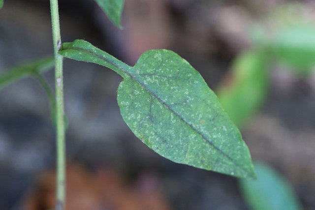 Symphyotrichum undulatum - leaves