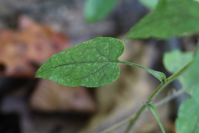 Symphyotrichum undulatum - leaves