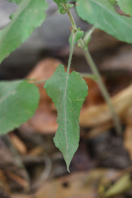 Symphyotrichum undulatum - leaves