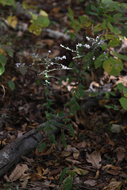Symphyotrichum undulatum - plant