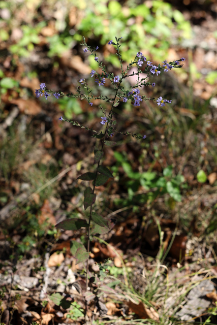 Symphyotrichum undulatum - plant