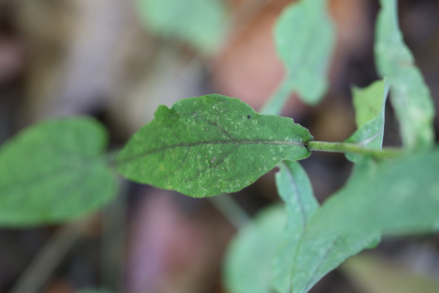 Symphyotrichum undulatum - upper leaves