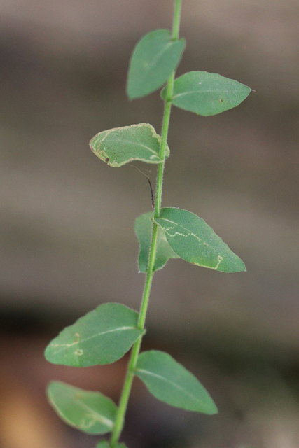 Symphyotrichum undulatum - upper leaves