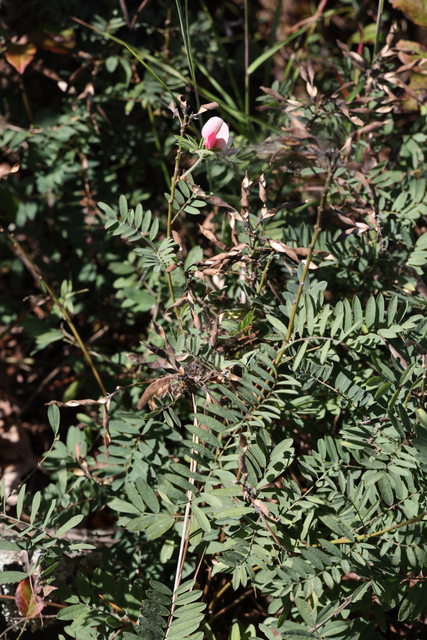 Tephrosia virginiana - plant