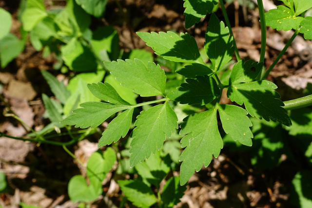 Thaspium barbinode - leaves