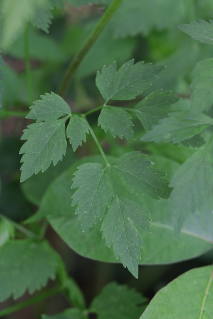 Thaspium barbinode - leaves