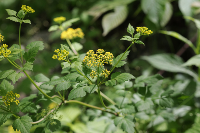 Thaspium barbinode - plant