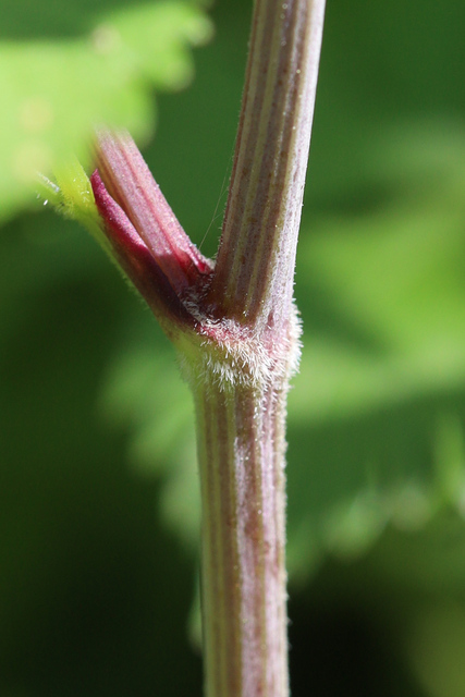 Thaspium barbinode - stem