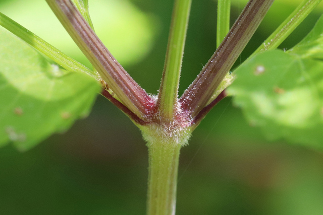 Thaspium barbinode - stem
