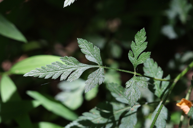 Torilis arvensis - leaves