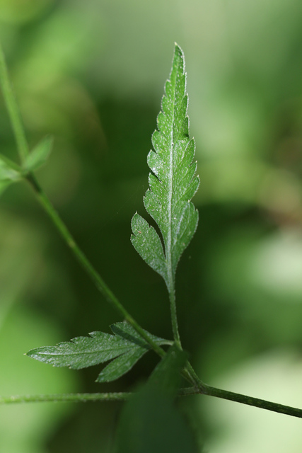 Torilis arvensis - leaves