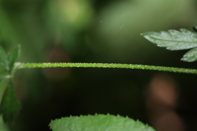 Torilis arvensis - stem