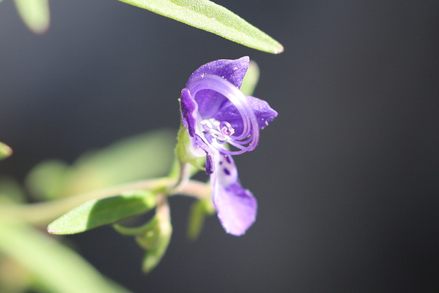 Trichostema setaceum