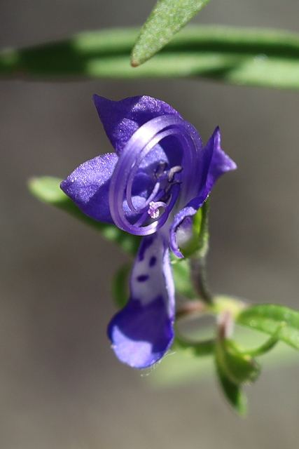 Trichostema setaceum