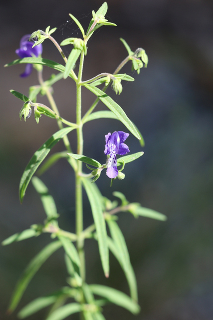Trichostema setaceum