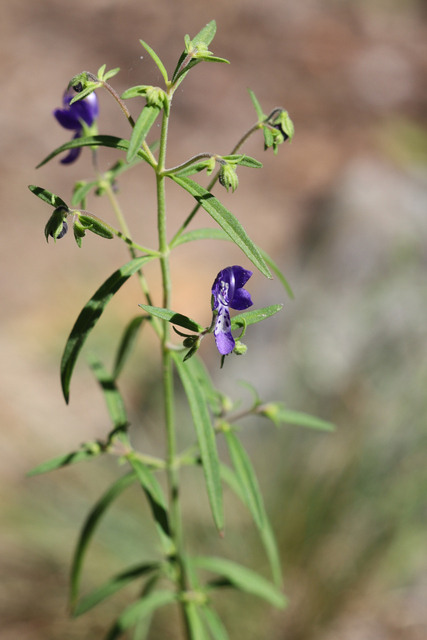 Trichostema setaceum
