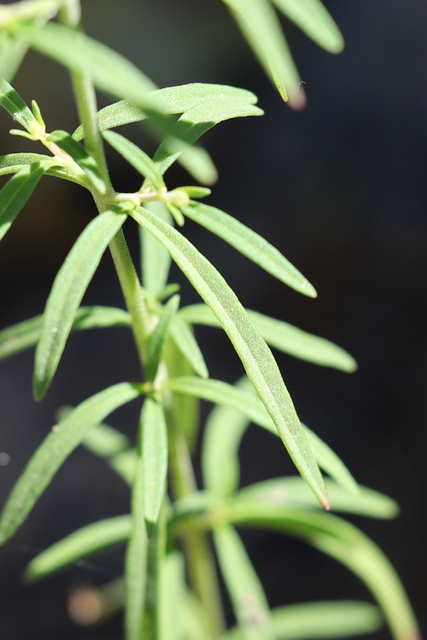 Trichostema setaceum - leaves