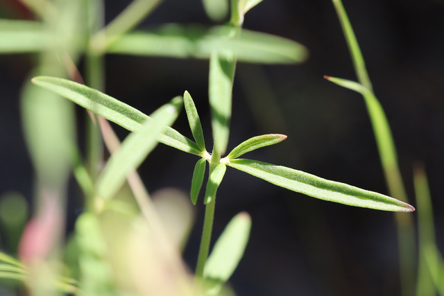 Trichostema setaceum - leaves