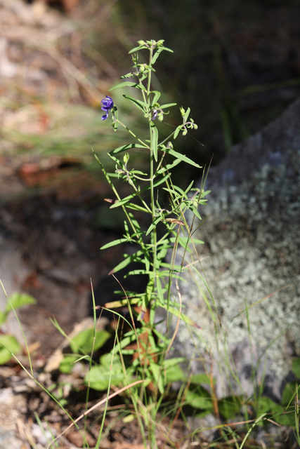 Trichostema setaceum - plant