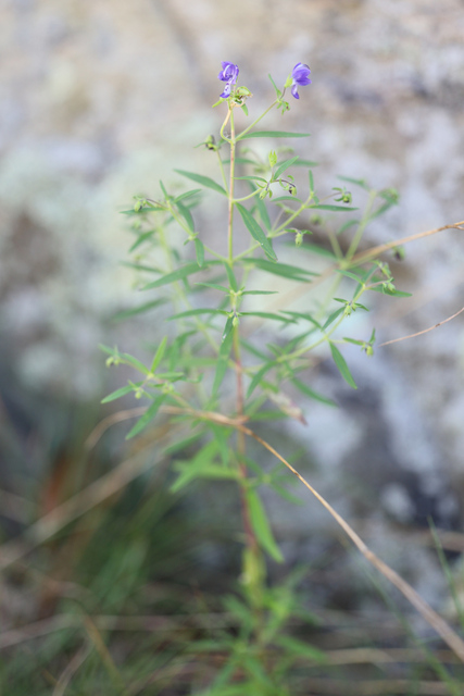 Trichostema setaceum - plant