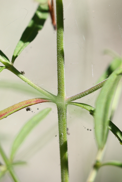Trichostema setaceum - stem