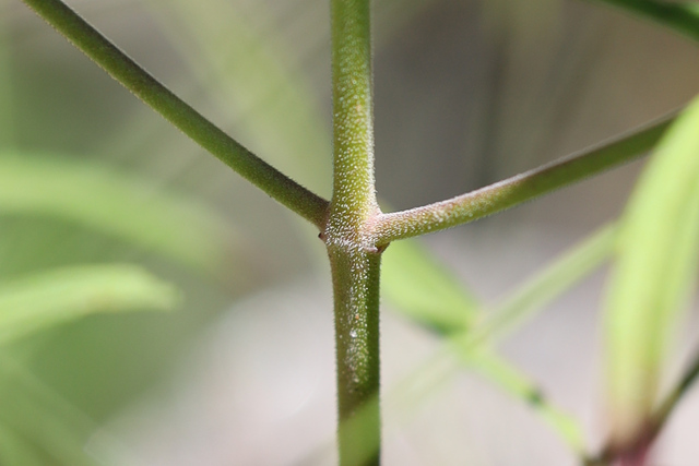 Trichostema setaceum - stem