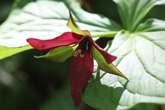 Trillium erectum