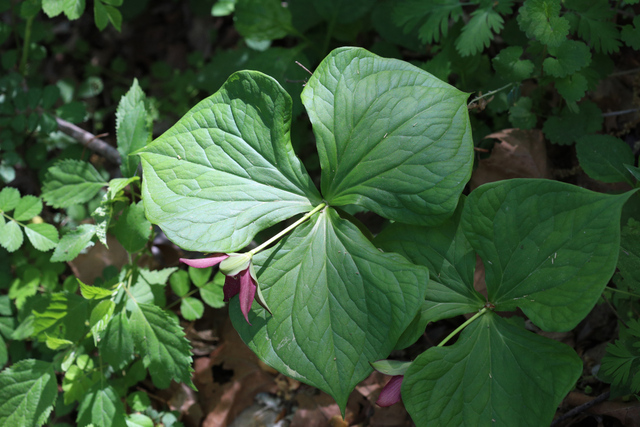 Trillium erectum - plant