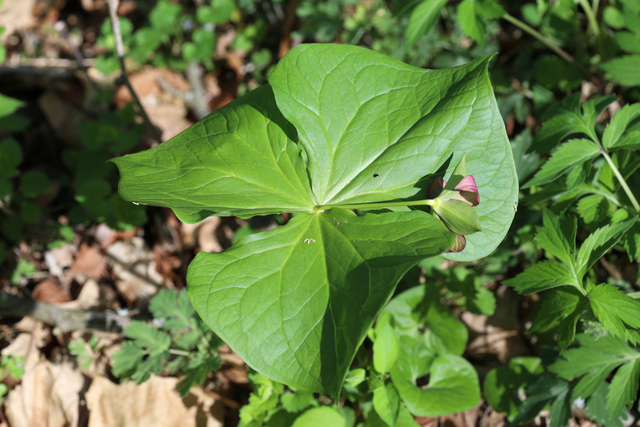 Trillium erectum - plant
