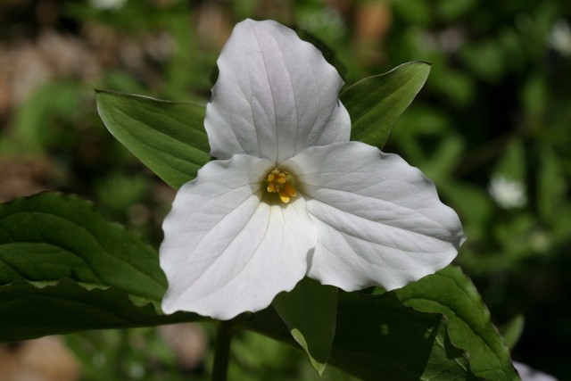 Trillium grandiflorum