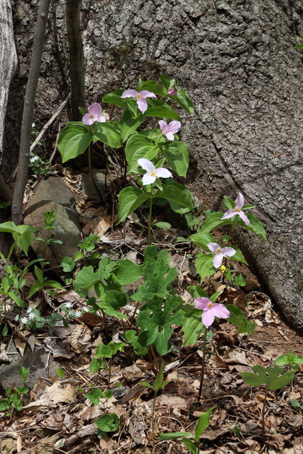 Trillium grandiflorum - plants