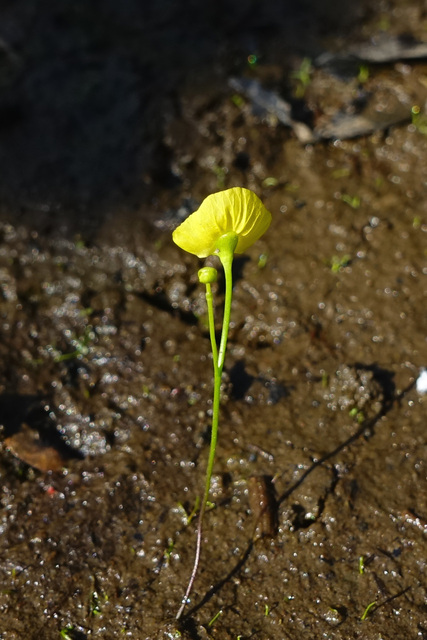 Utricularia gibba
