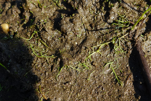 Utricularia gibba - stolons