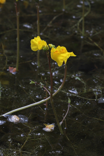 Utricularia macrorhiza