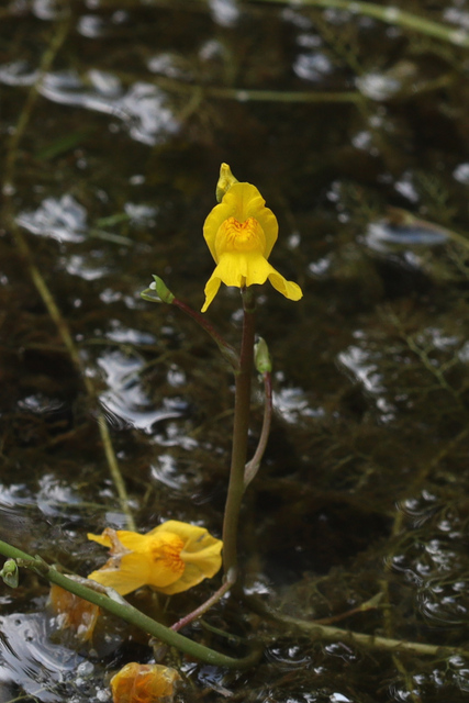 Utricularia macrorhiza