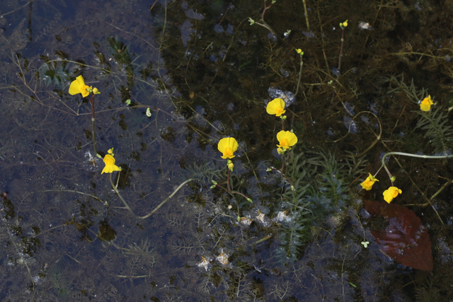 Utricularia macrorhiza - plants