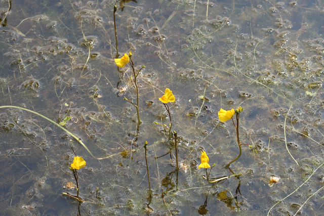 Utricularia macrorhiza - plants