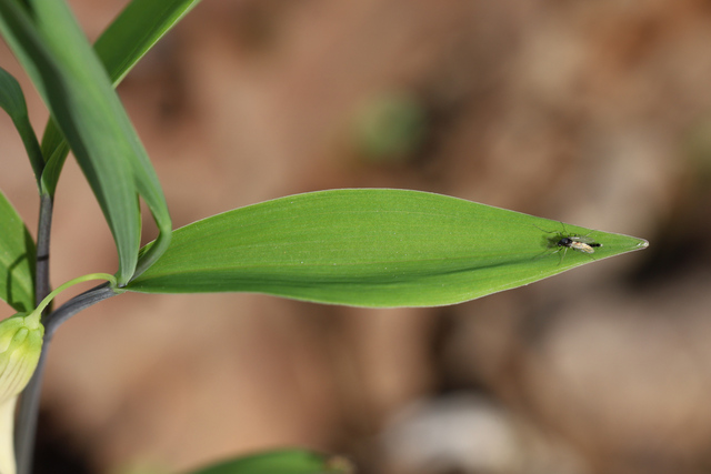 Uvularia sessilifolia - leaves