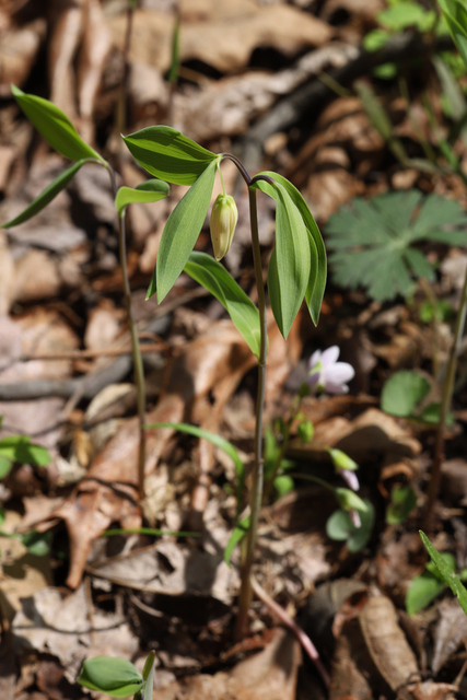 Uvularia sessilifolia - plant