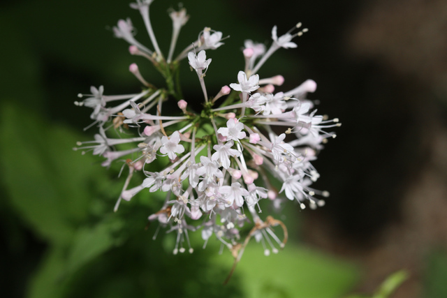 Valeriana pauciflora
