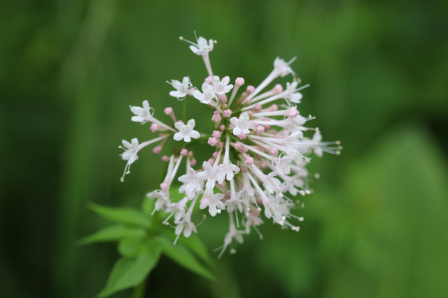 Valeriana pauciflora