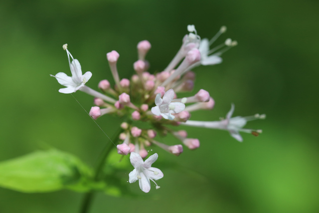 Valeriana pauciflora