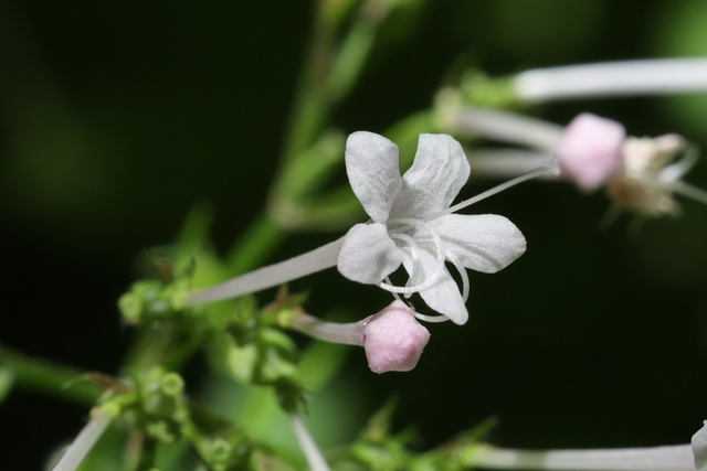 Valeriana pauciflora