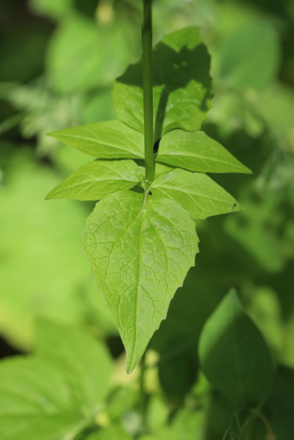 Valeriana pauciflora - leaves