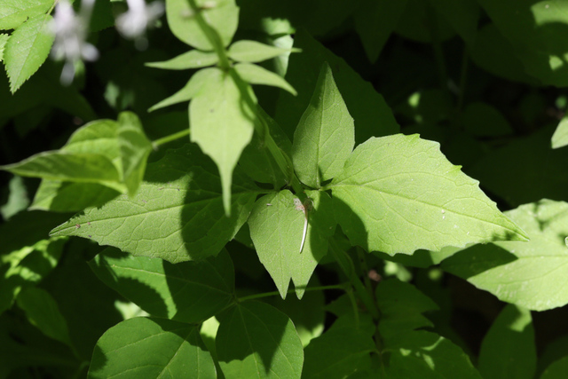 Valeriana pauciflora - leaves