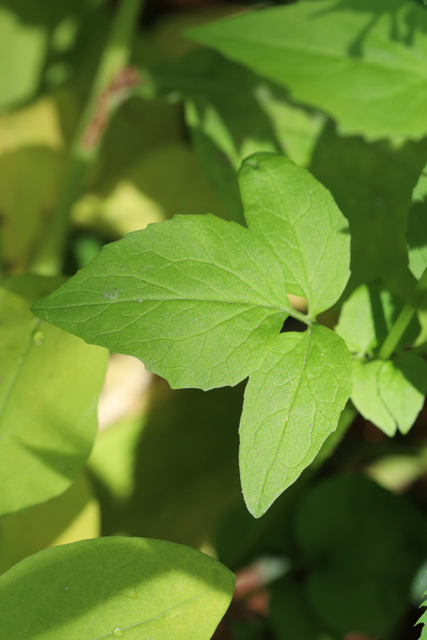 Valeriana pauciflora - leaves