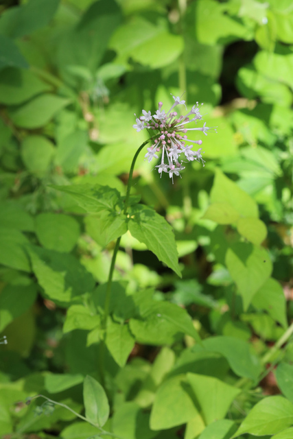 Valeriana pauciflora - plants