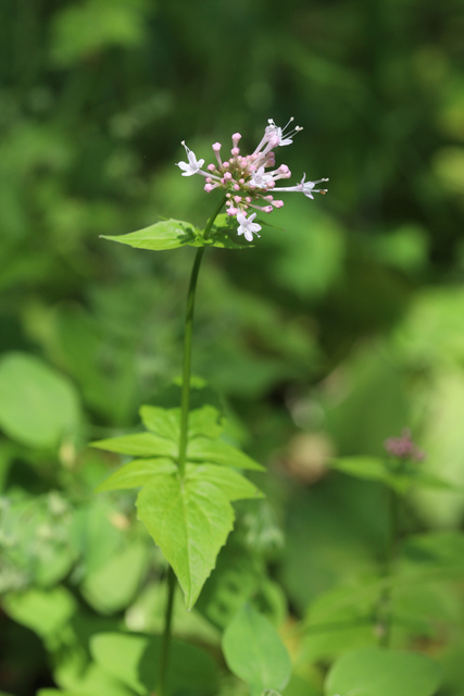 Valeriana pauciflora - plants
