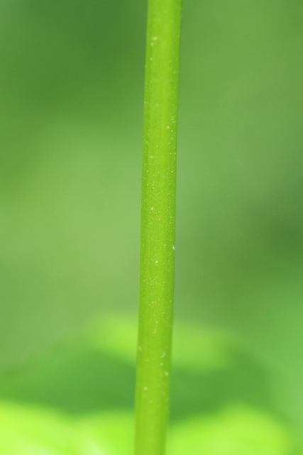 Valeriana pauciflora - stem